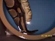Mojave -x- Normal breeding under water