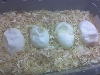 12 days in incubator, dehydrated!