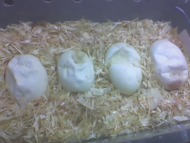 12 days in incubator, dehydrated!