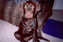 My doggy