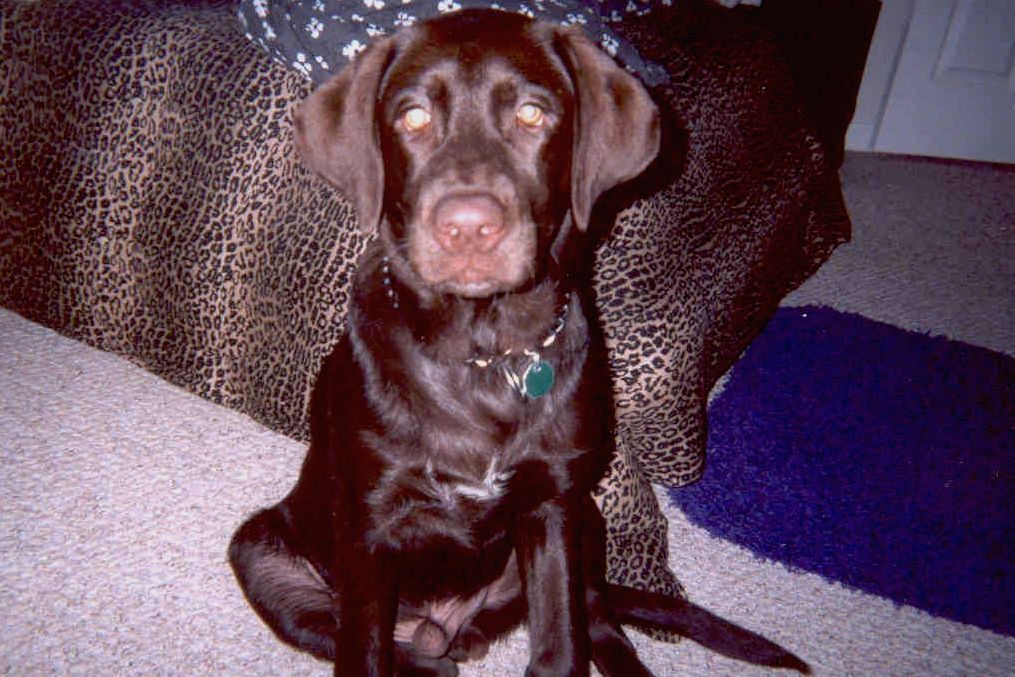 My doggy