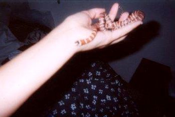 my sexy king snake