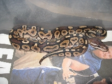 Cinn male