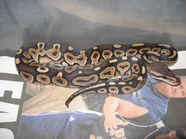 Cinn male
