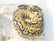 DragonDavy Male Bell Pastel from ASFReptiles 4x19x05