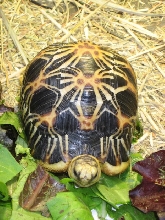 DragonDavy G. Radiata