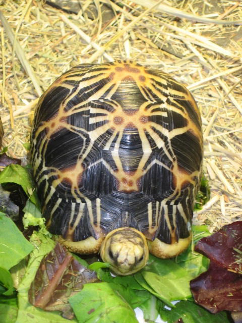 DragonDavy G. Radiata