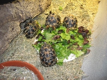 Radiated Tortoises at Dinnder time