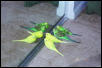 My Birds