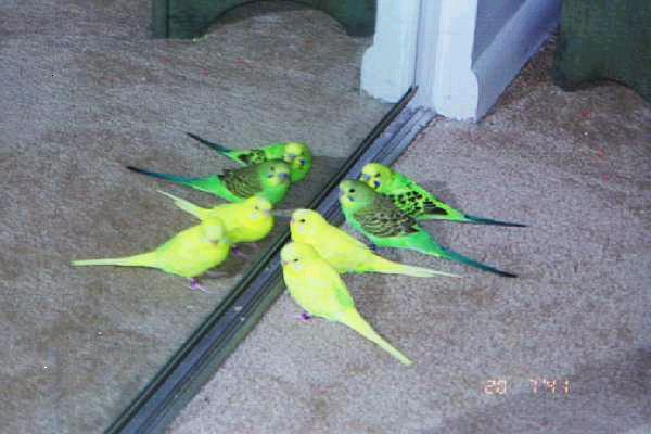 My Birds