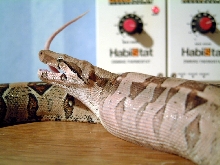 Pheonix when she was on mice....