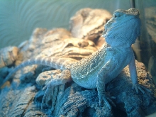 UV beardie...