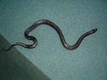 My New Mexican Black