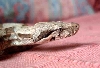 Pheonix, My New Common x Columbian boa