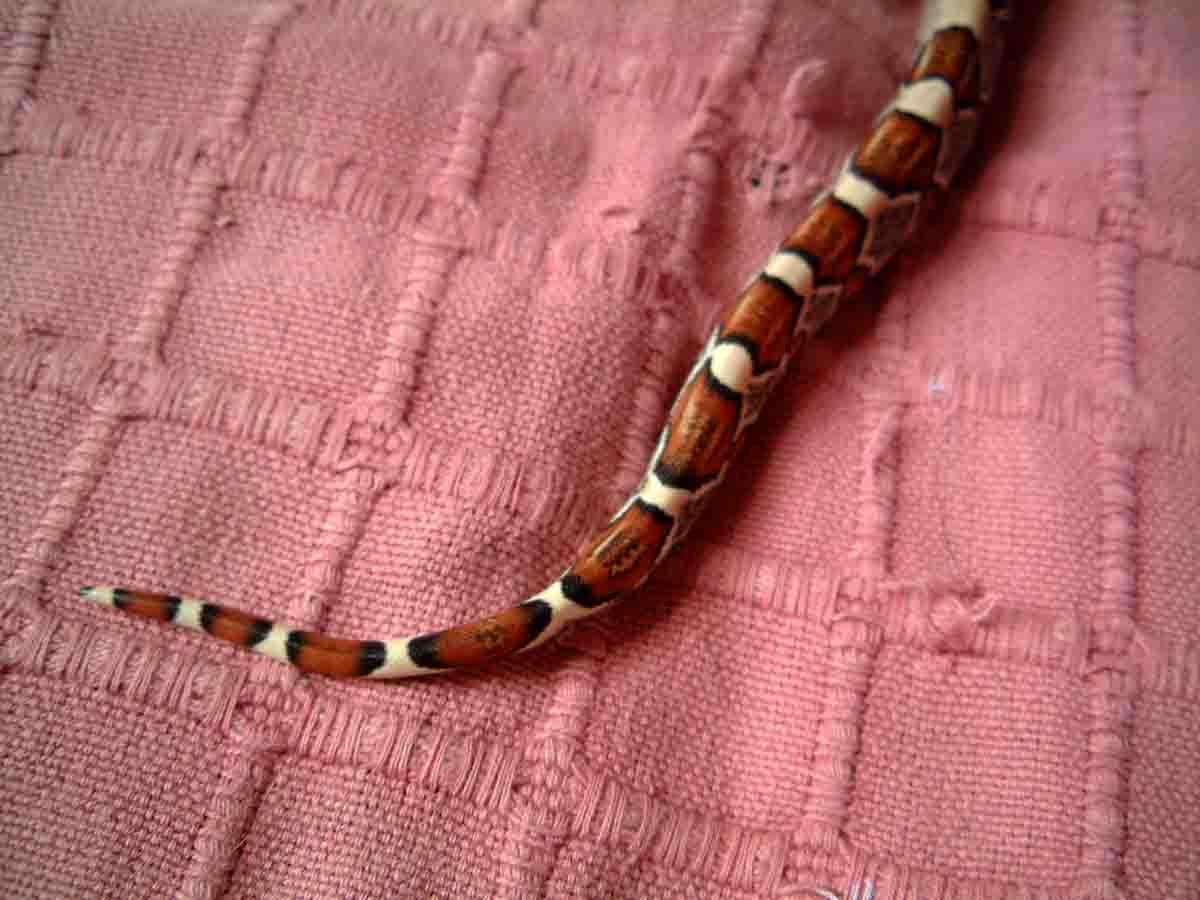 pheonix's red tail