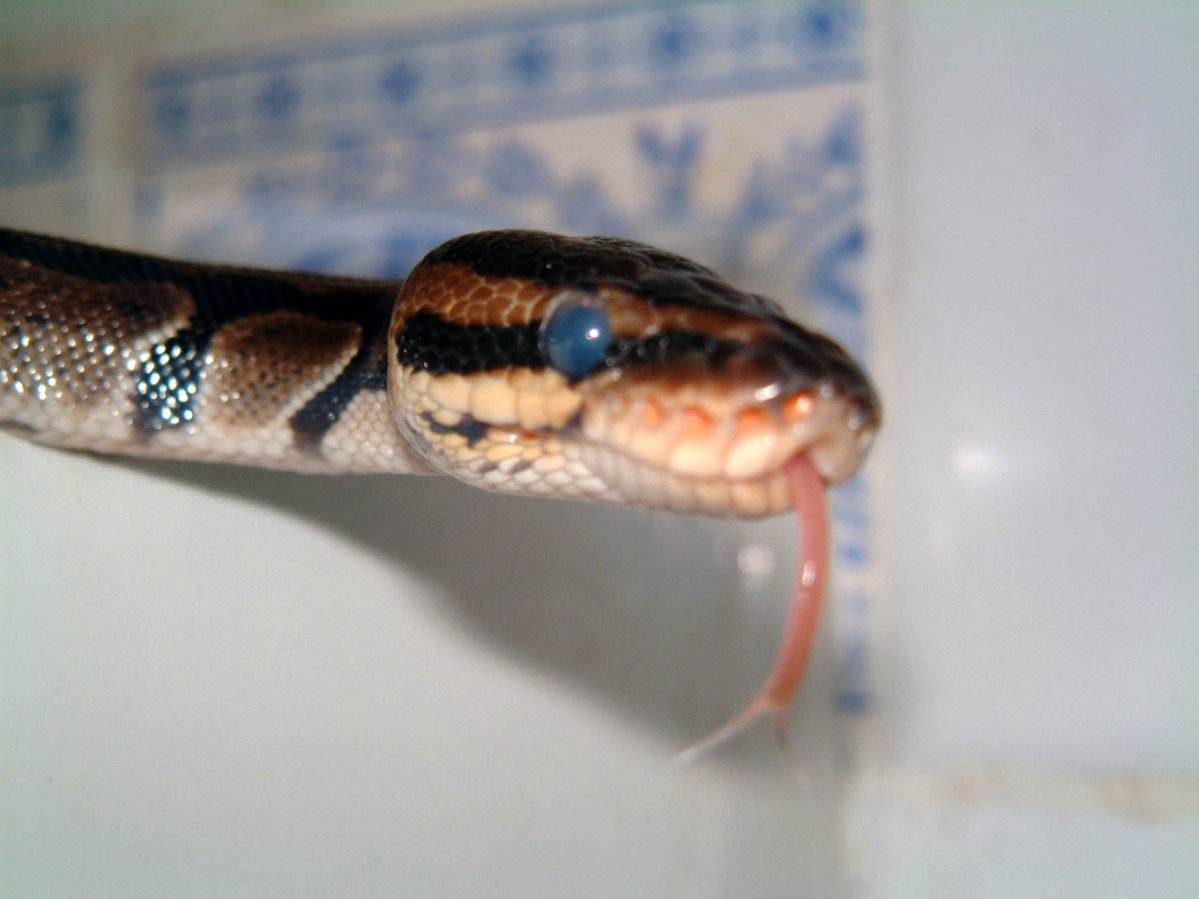 Ready to shed, tongue out for the camera.