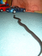 NEWSFLASH!!!!!!!! GIANT KINGSNAKE!!!!!!