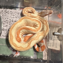 Genetic Jungle Striped Boa