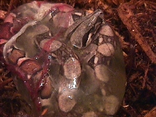 Baby Boa taking his first breath