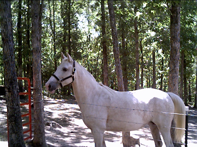 mo fox trotter April