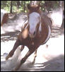 Romeo on the run