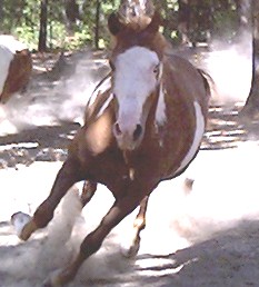Romeo on the run