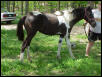 8 mth old double register mo fox trotter ...Bell