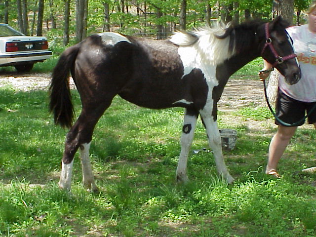 8 mth old double register mo fox trotter ...Bell