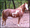 blue eyed quarter paint  ROMEO !