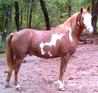 blue eyed quarter paint  ROMEO !