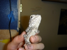 baby frilled