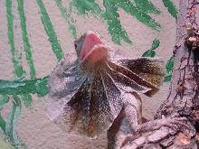 Drake, my frilled dragon