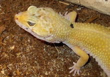 Atalanta.closeup