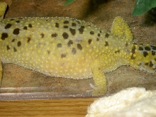Athena.gravid