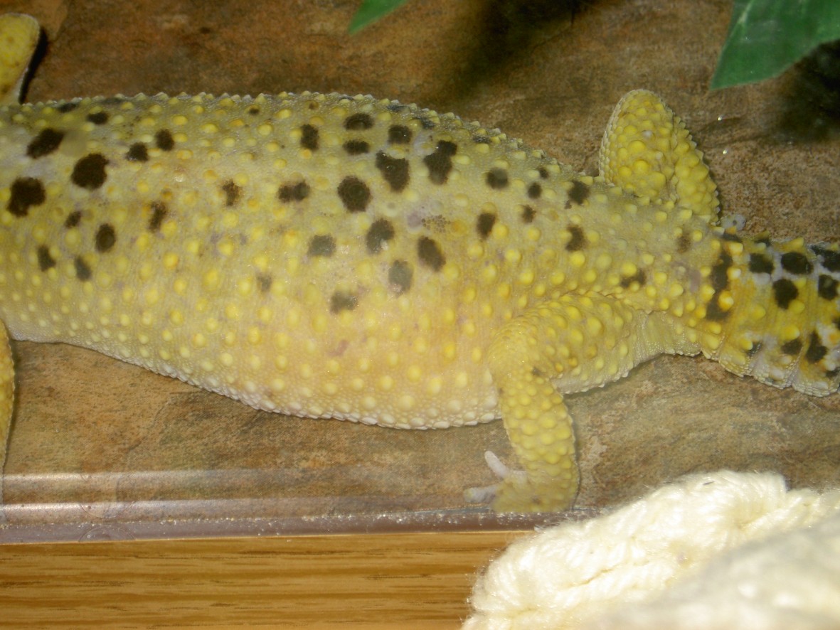 Athena.gravid