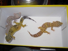 arty,athena,aph