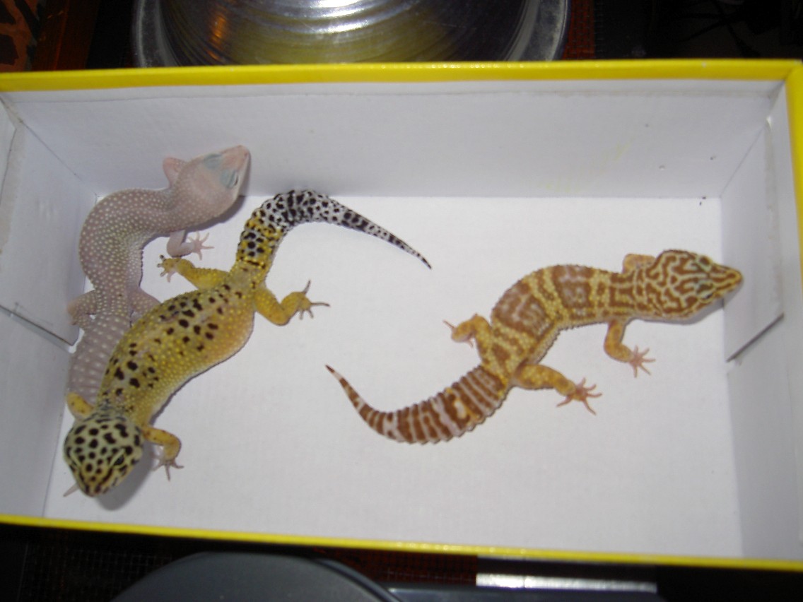 arty,athena,aph