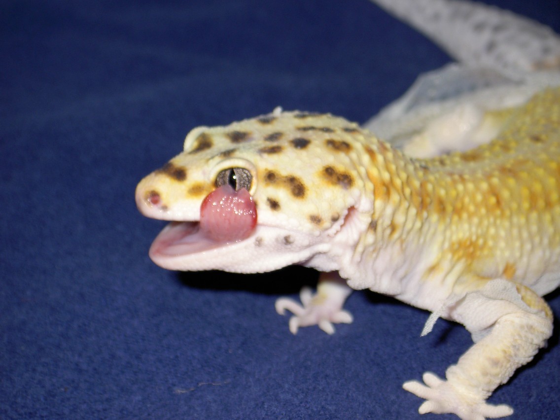 Adonis.tongue