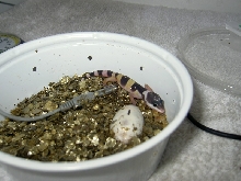 Hatchling #1