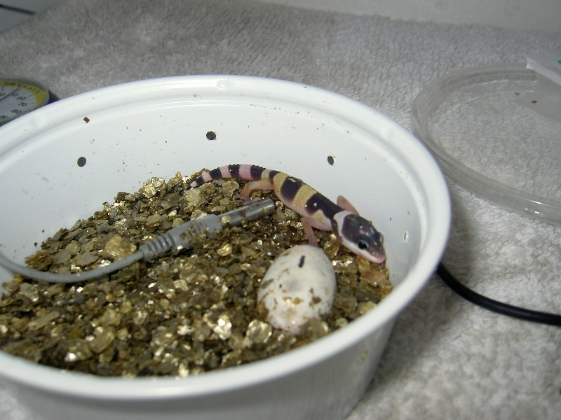 Hatchling #1