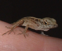 So small he/she was rescued from a spider's web.