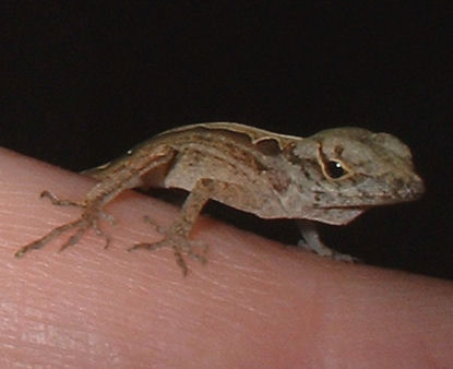 So small he/she was rescued from a spider's web.