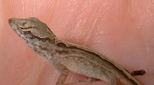Here's a drowsy side view.