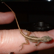 Look at the gorgeous patterning!