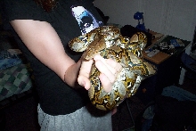 female retic