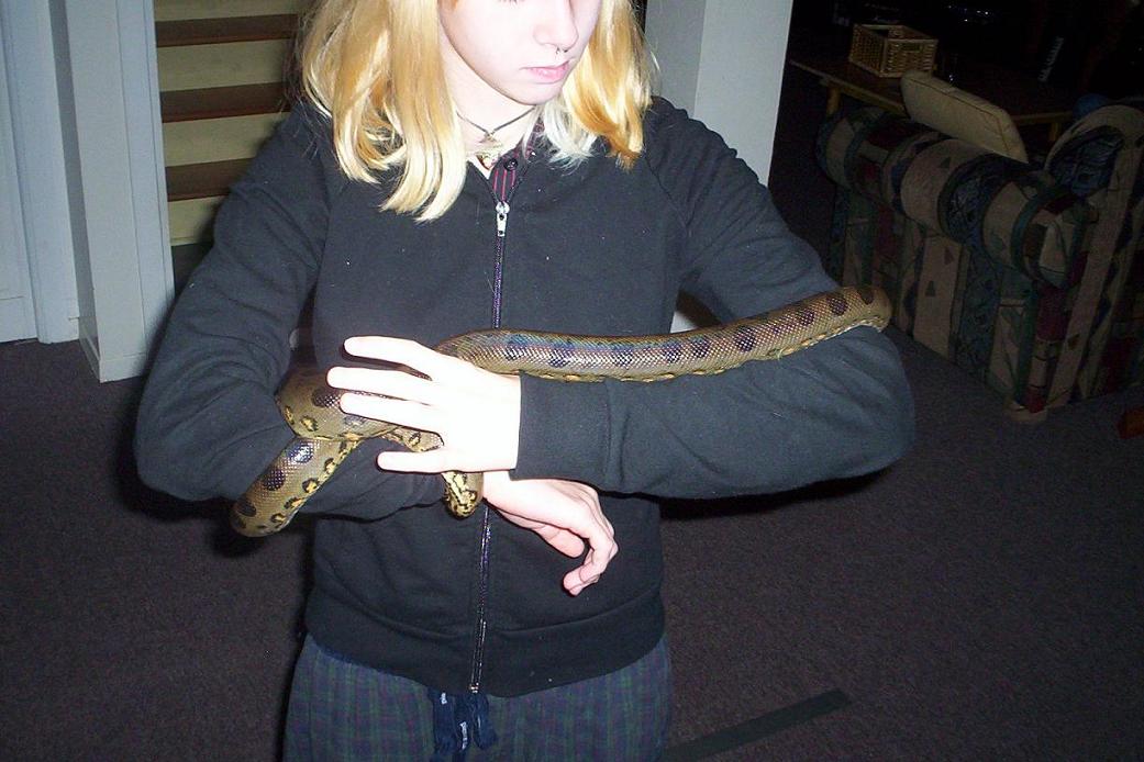 female anaconda