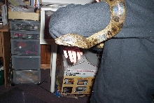 female anaconda