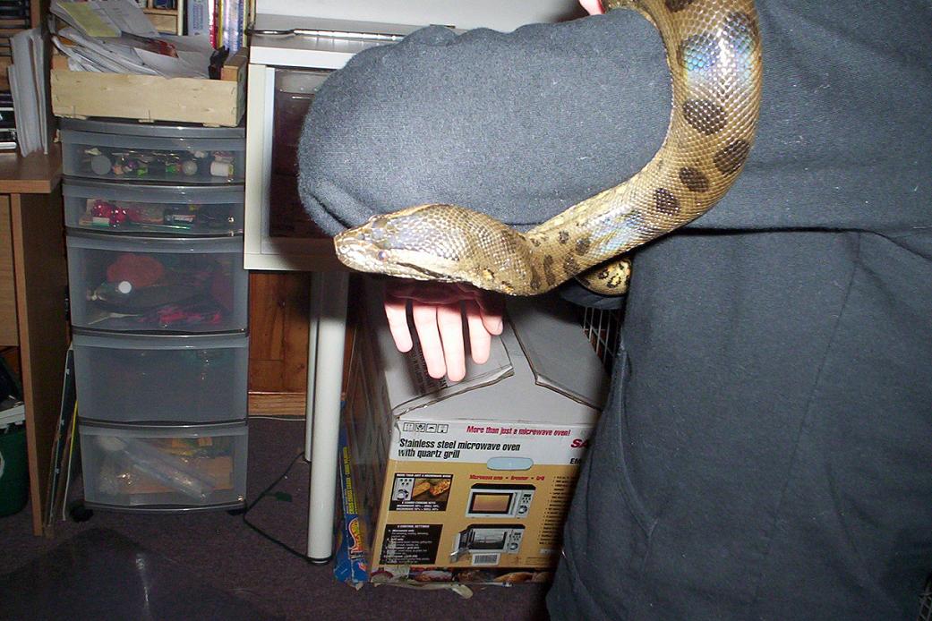 female anaconda
