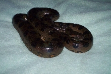female green