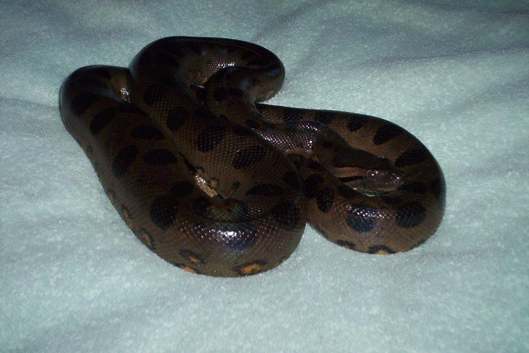 female green